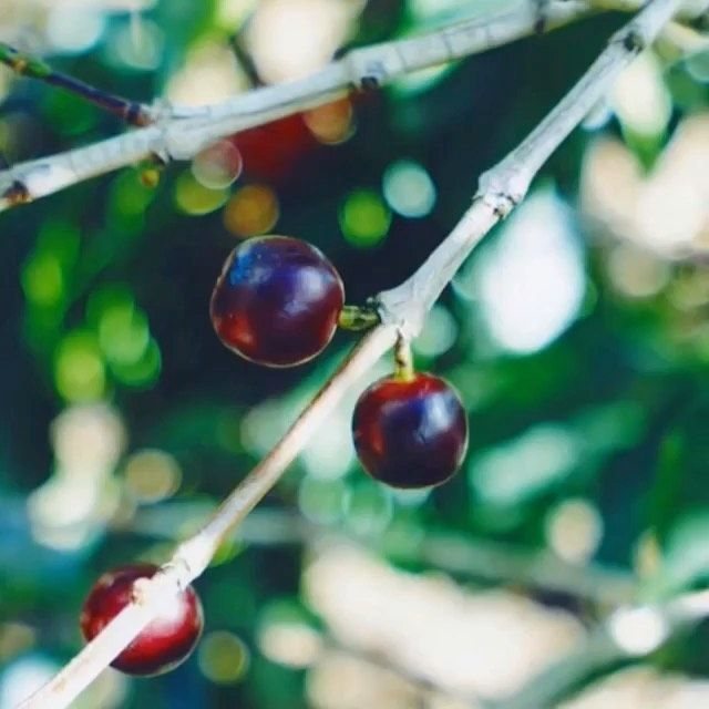 Floral & Fruity Coffees: A Tasting Guide
