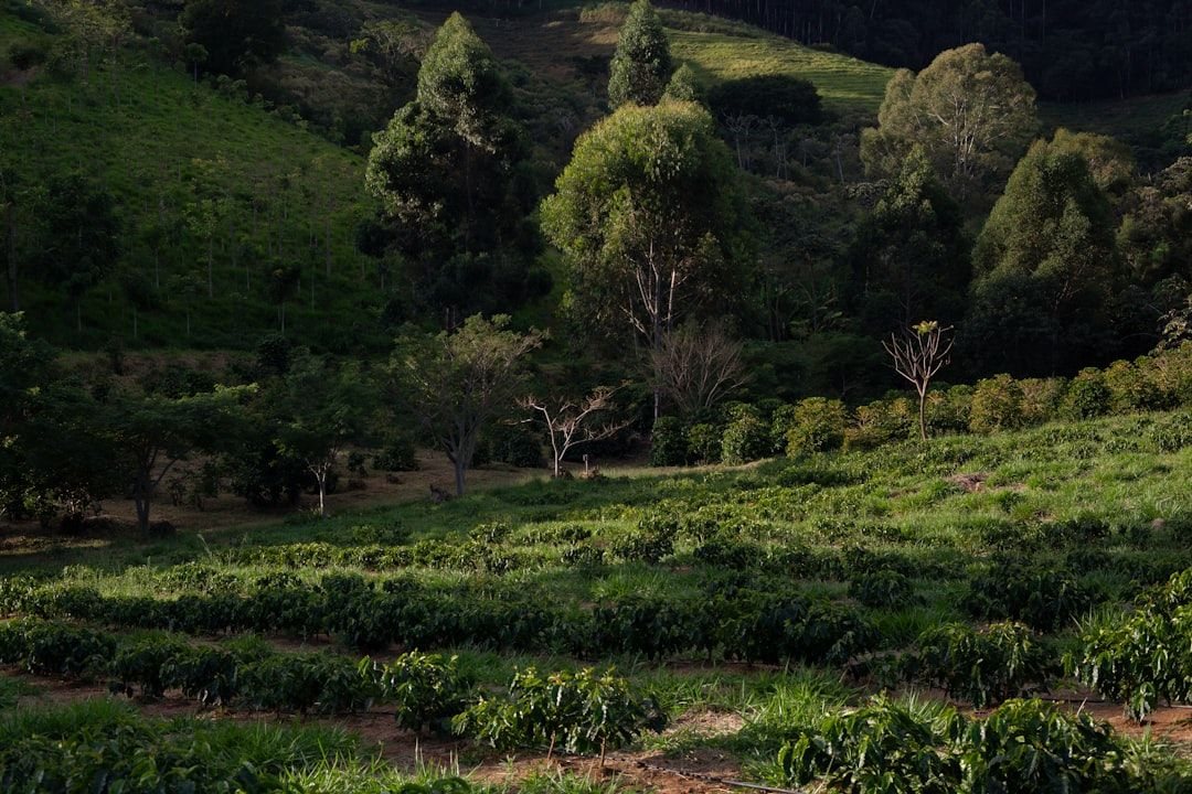 Cerrado Mineiro, Brazil