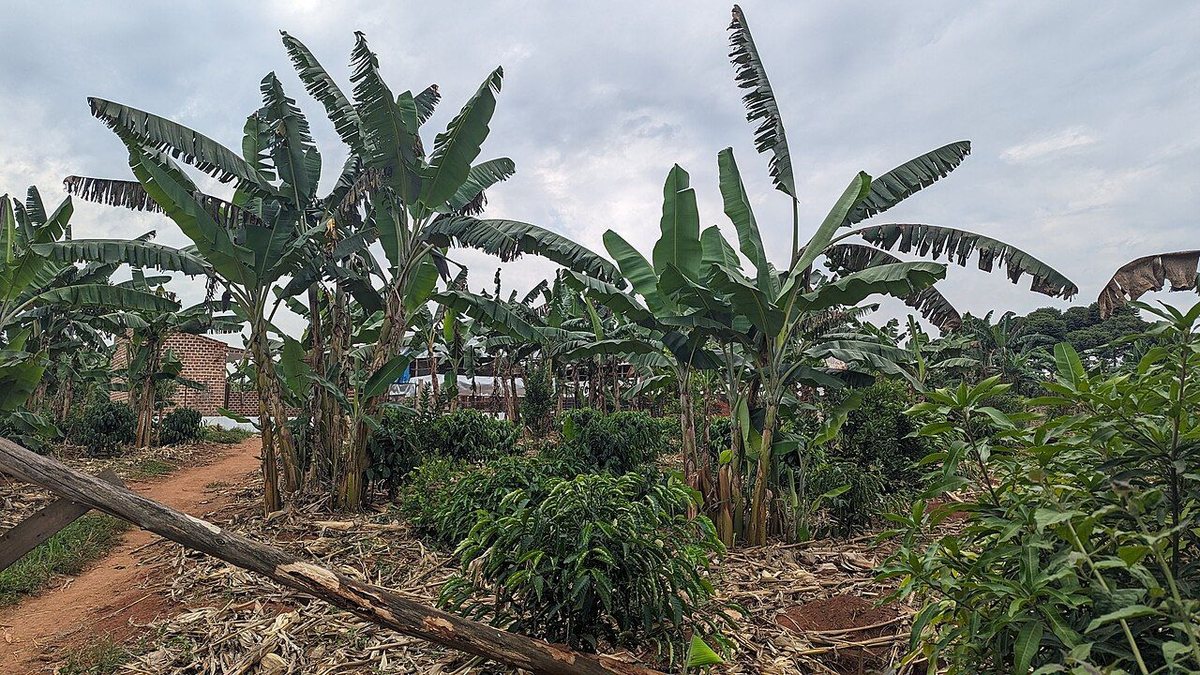 Sumatra Mandheling, Indonesia