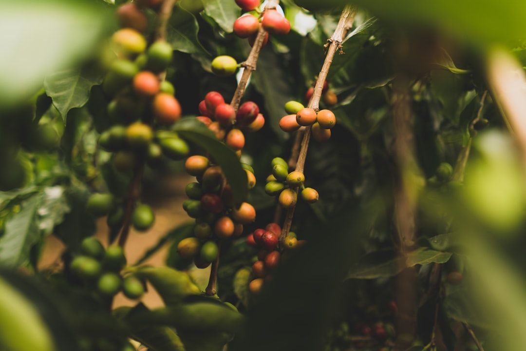 Fair Trade Coffee
