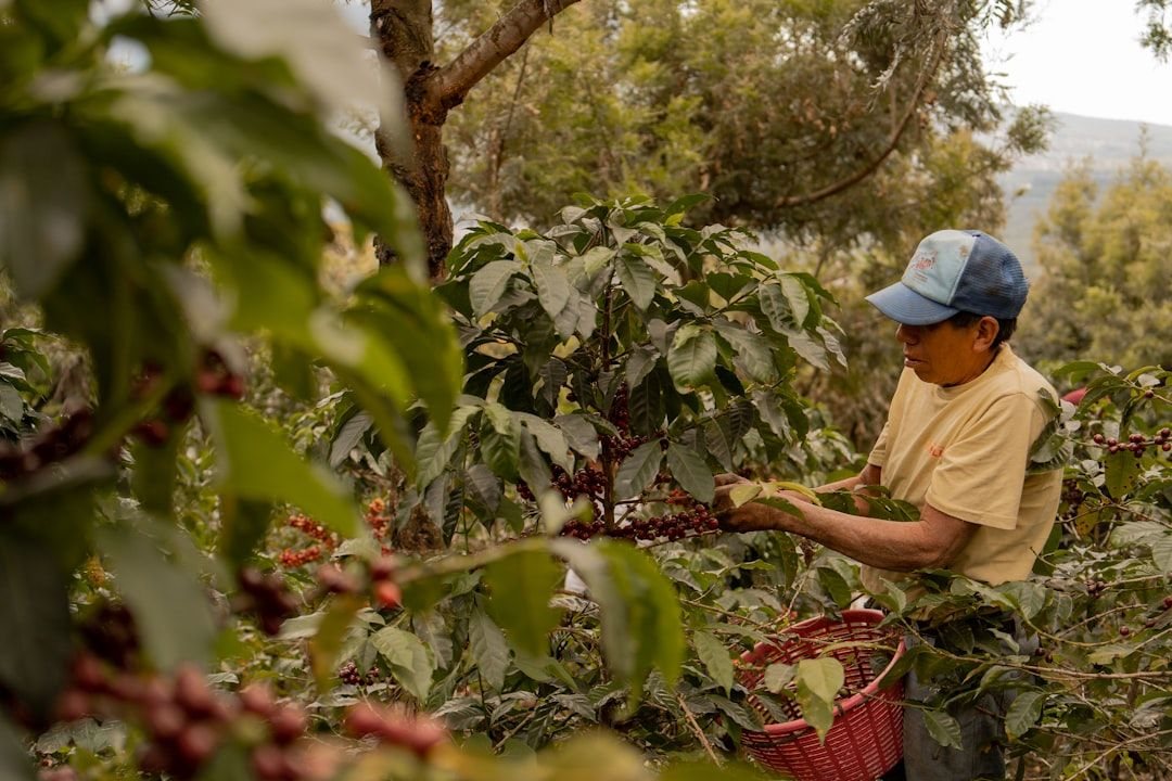 Coffee Certifications
