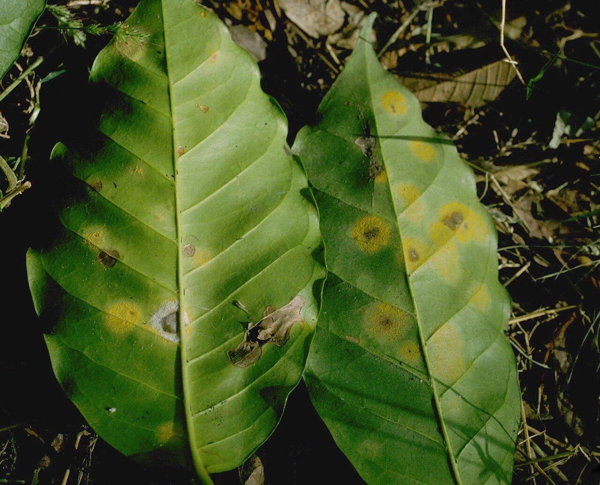 Coffee Diseases & Climate Threats