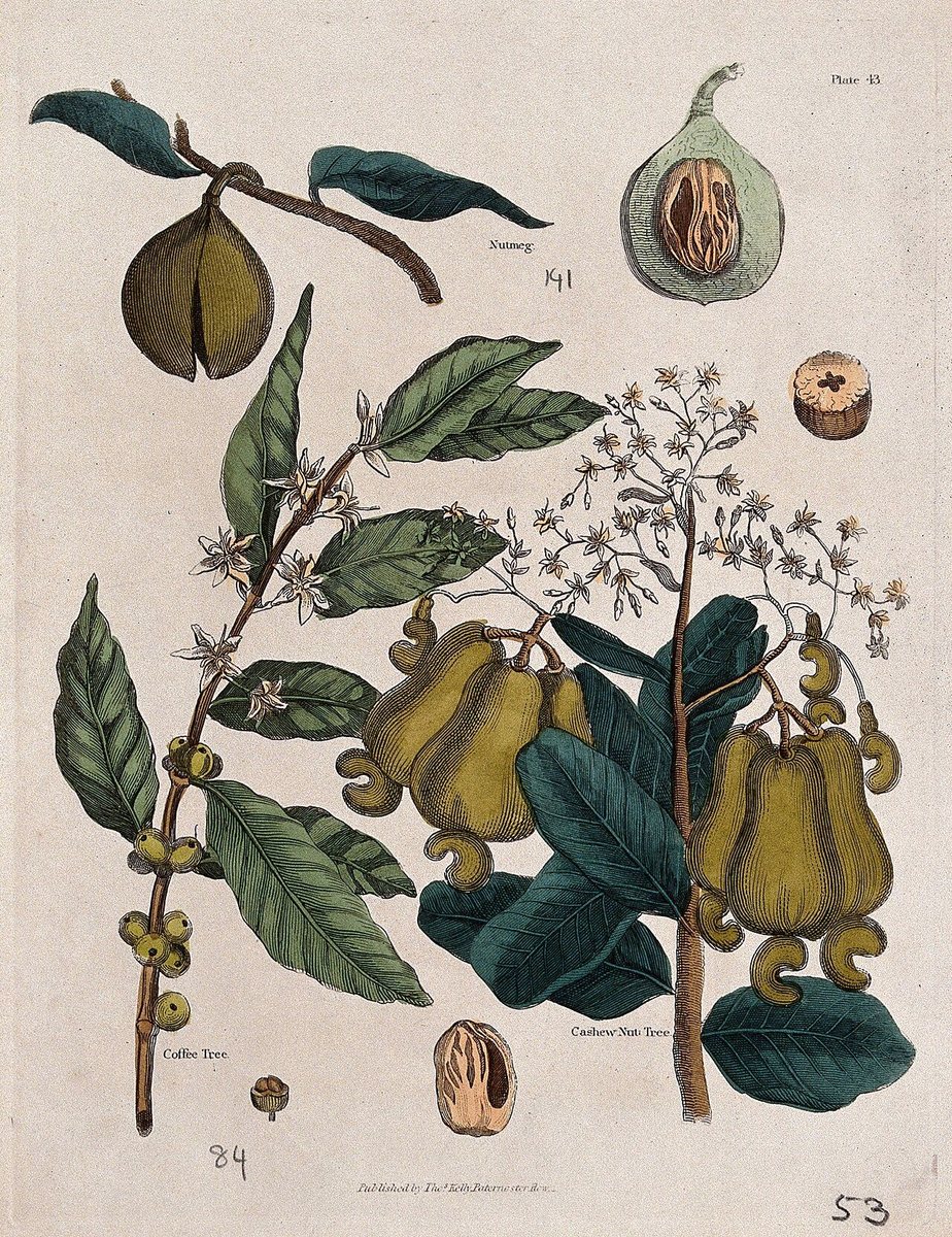 The Coffee Plant