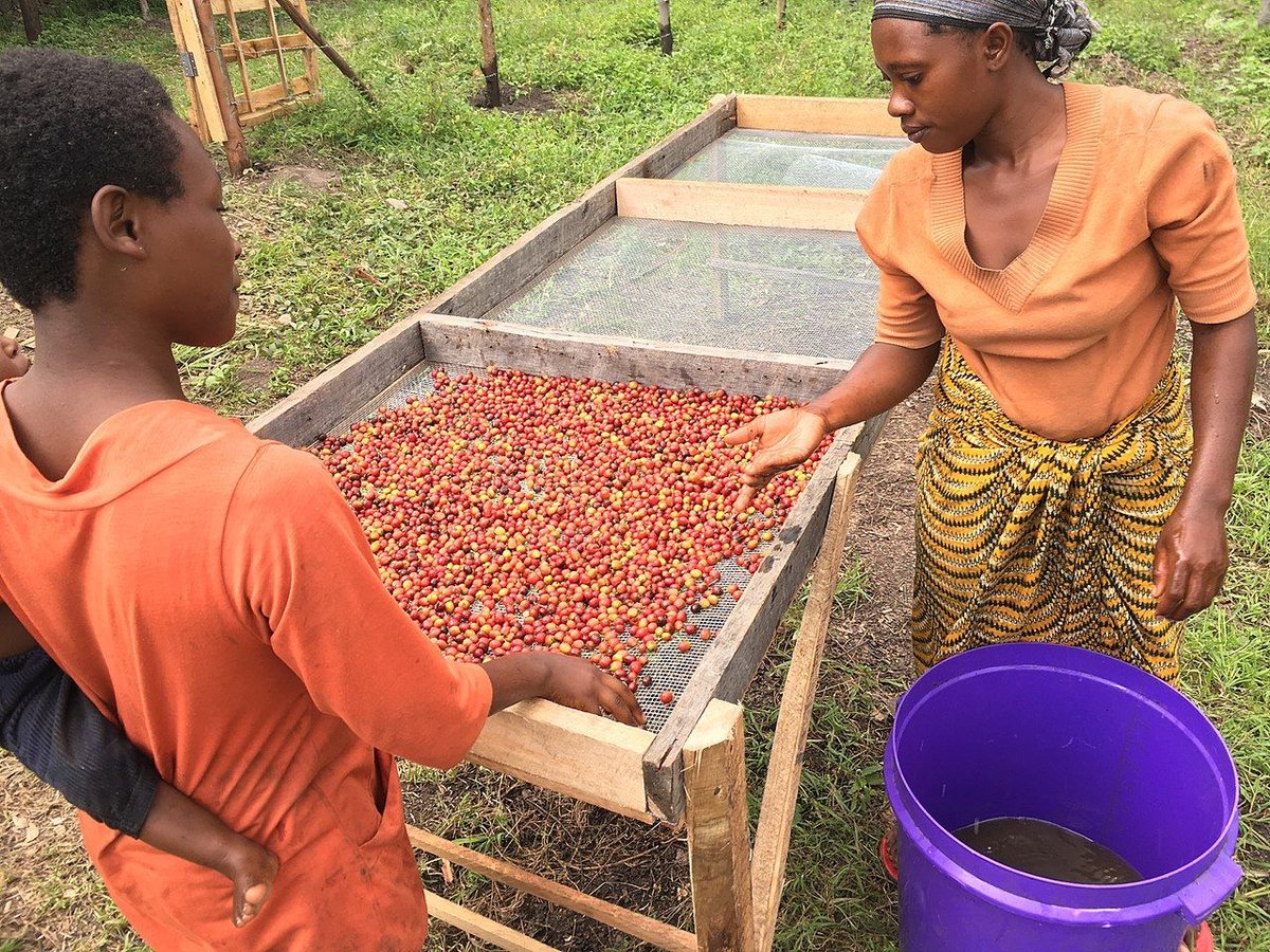 Honey & Pulped-Natural Processing