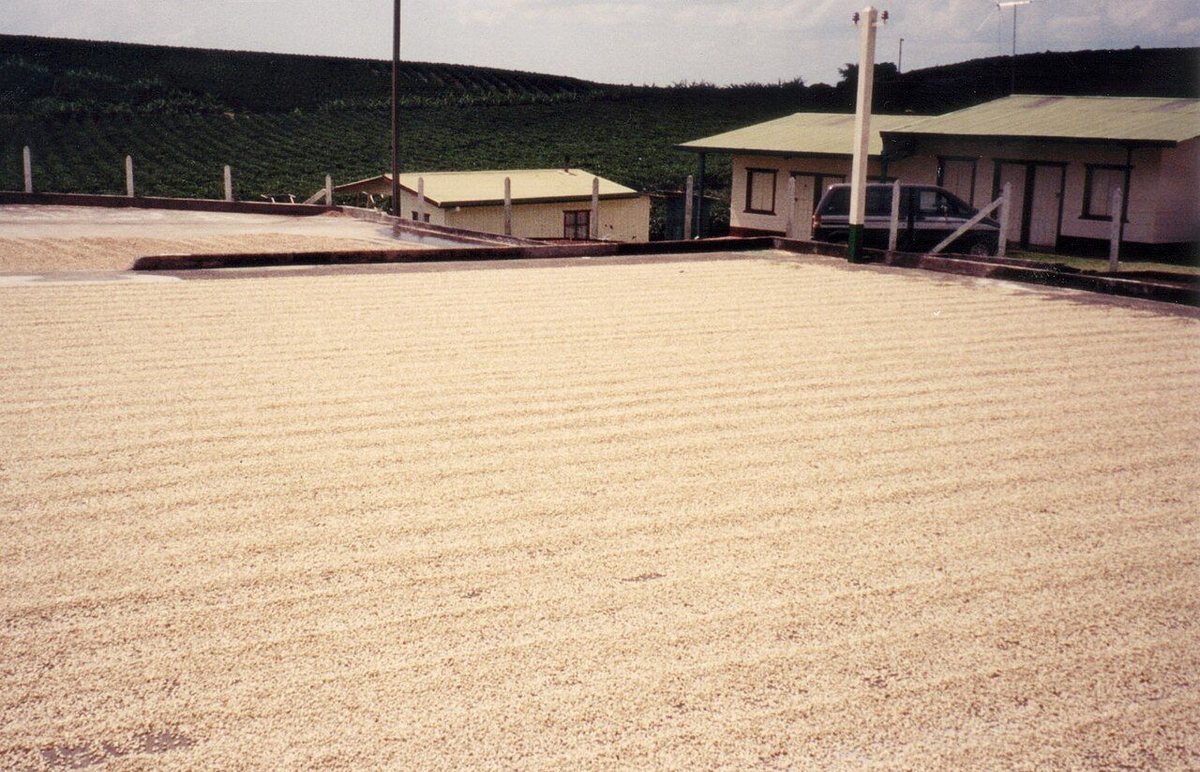 Natural (Dry) Processing