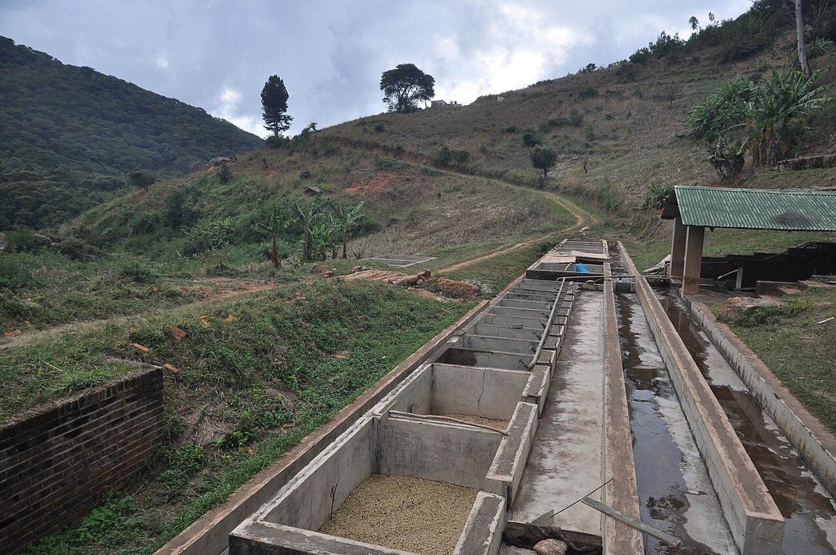 Coffee Processing